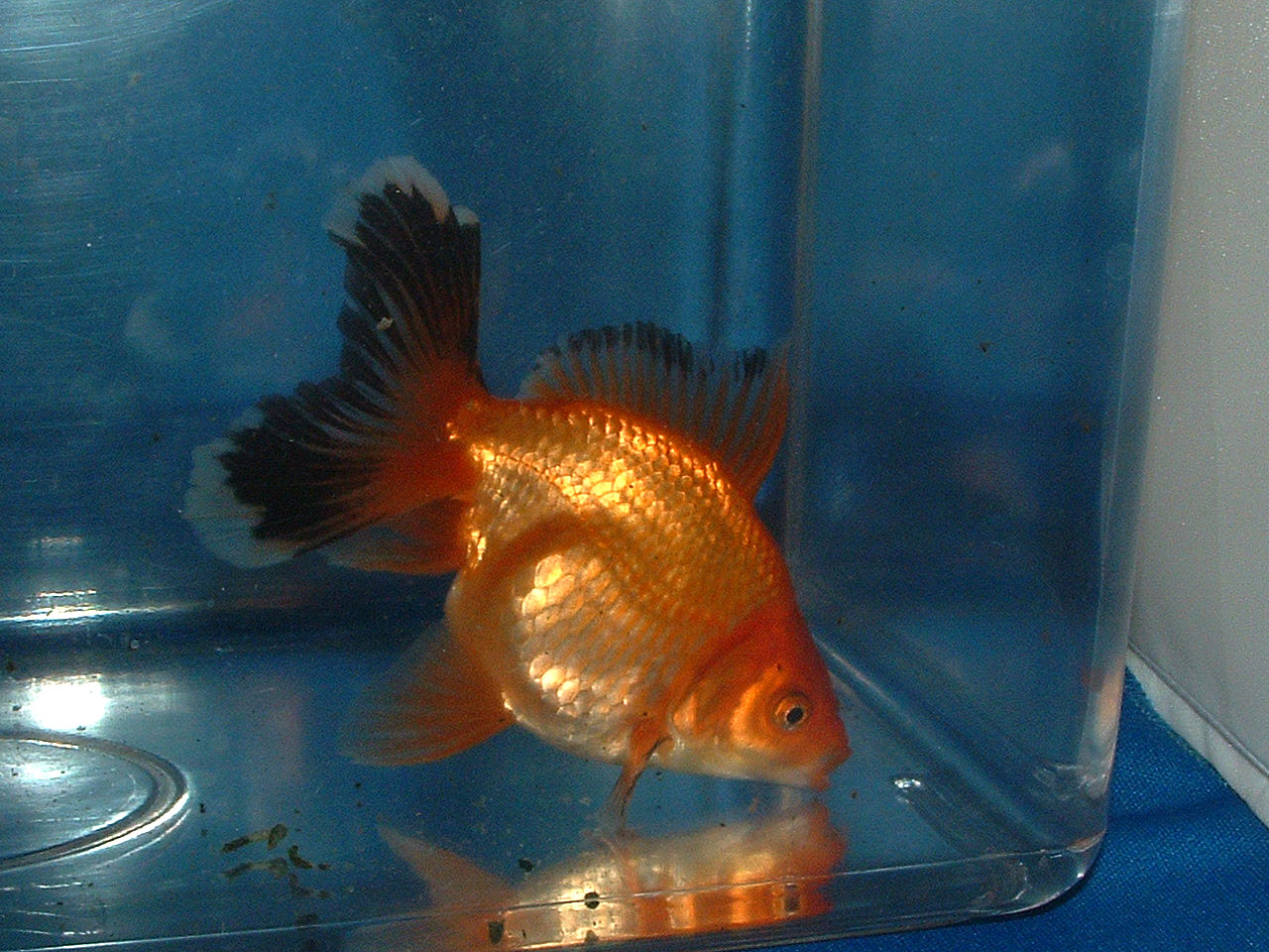 Goldfish Fantail