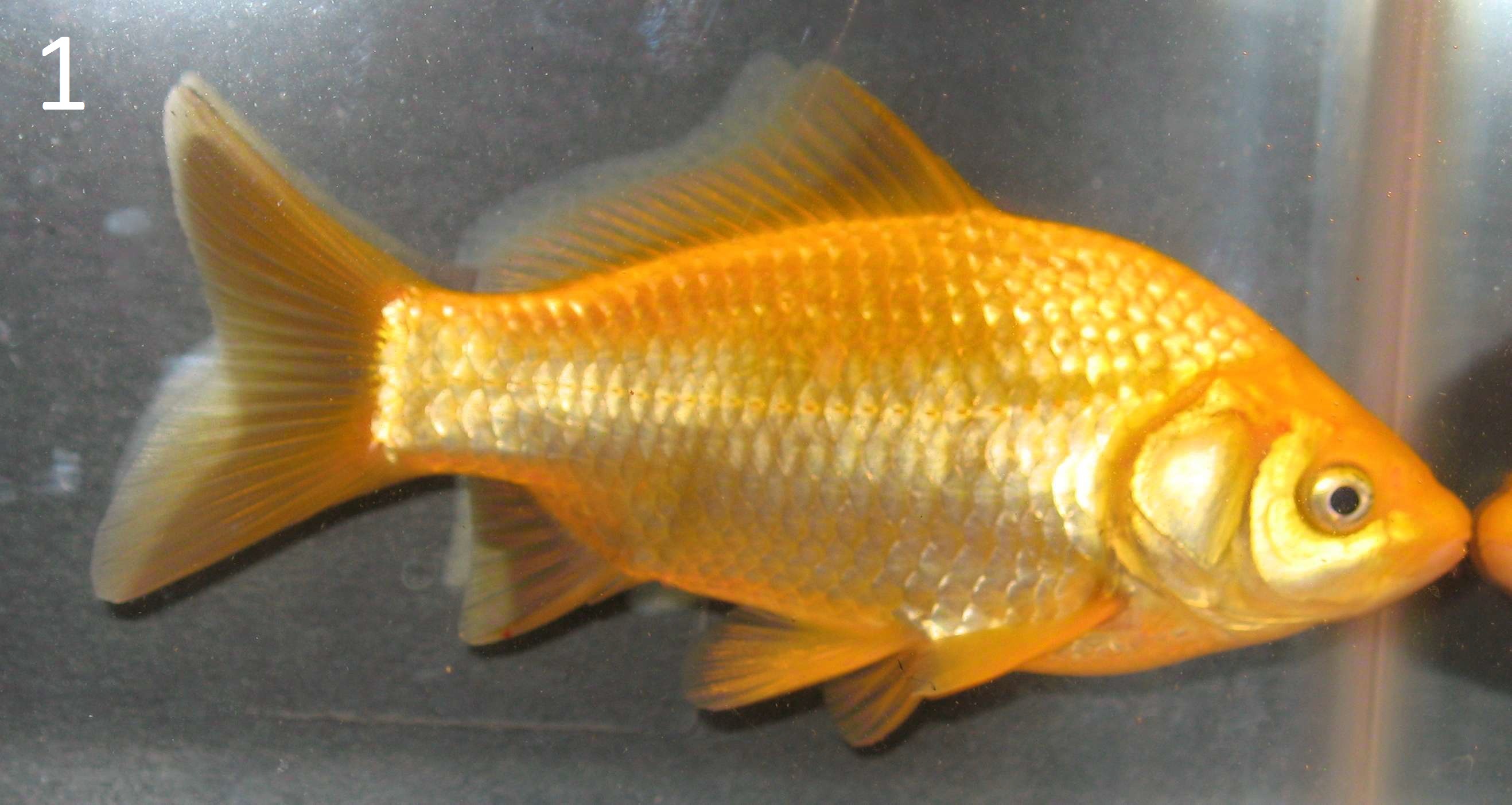 Goldfish Scale
