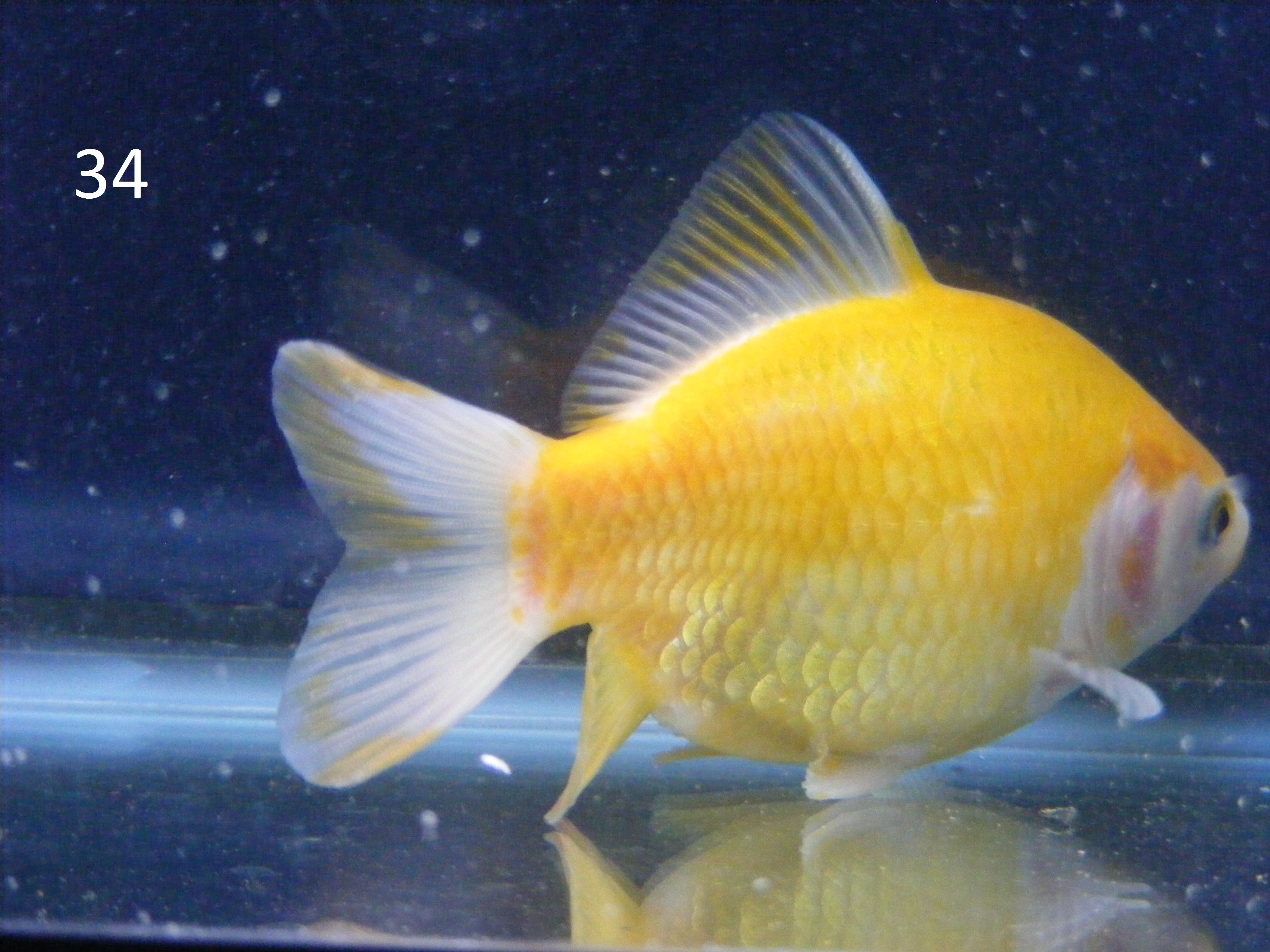 Goldfish Scale