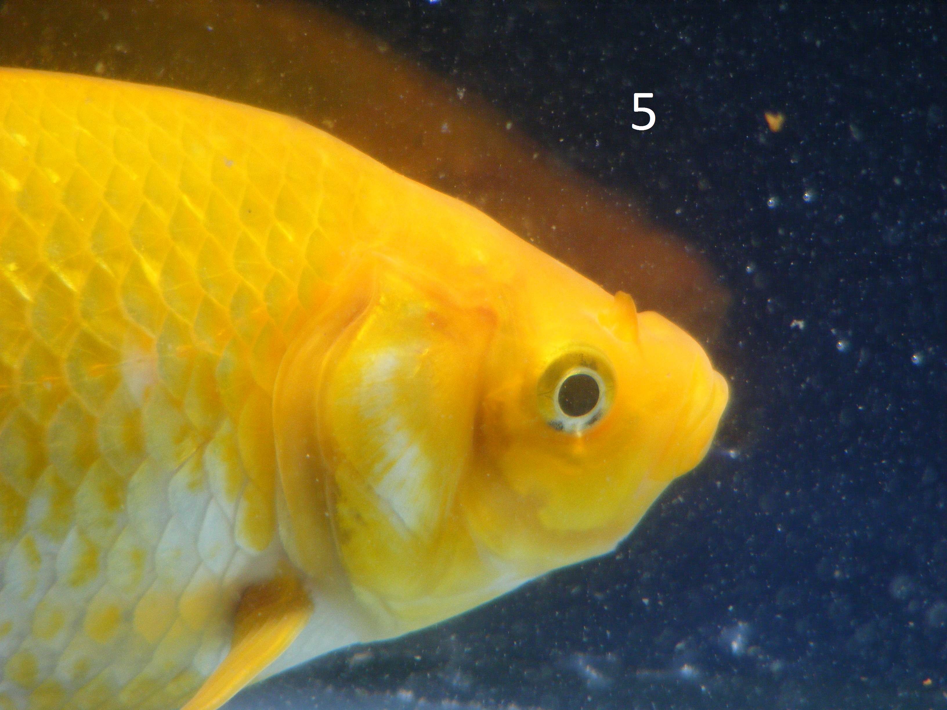 Goldfish Scale
