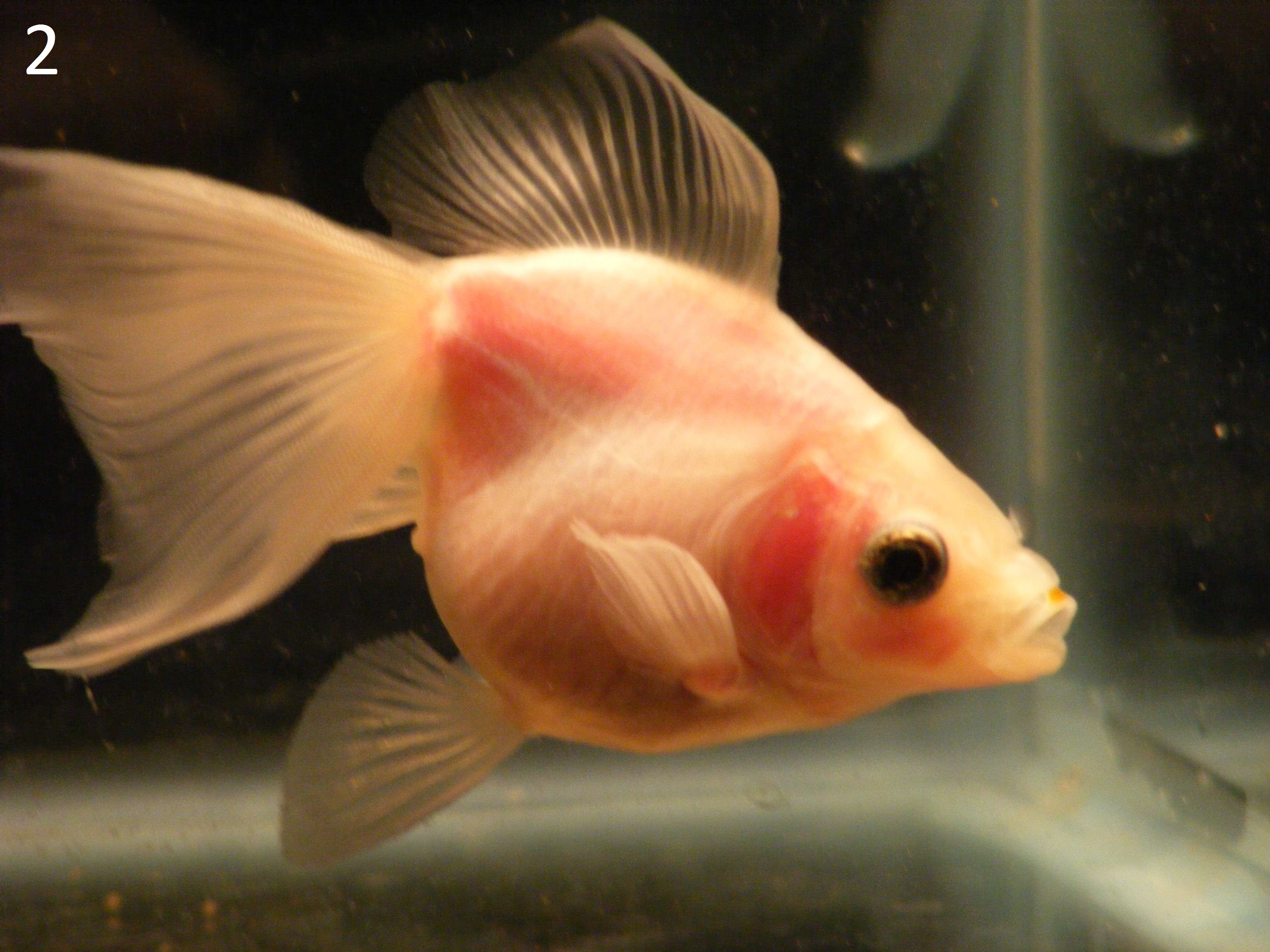 goldfish types and colors