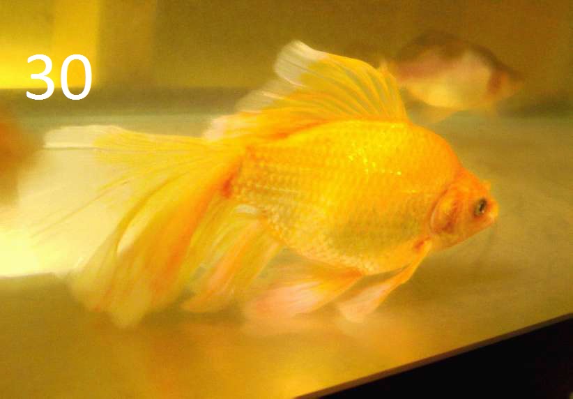 Goldfish Scale