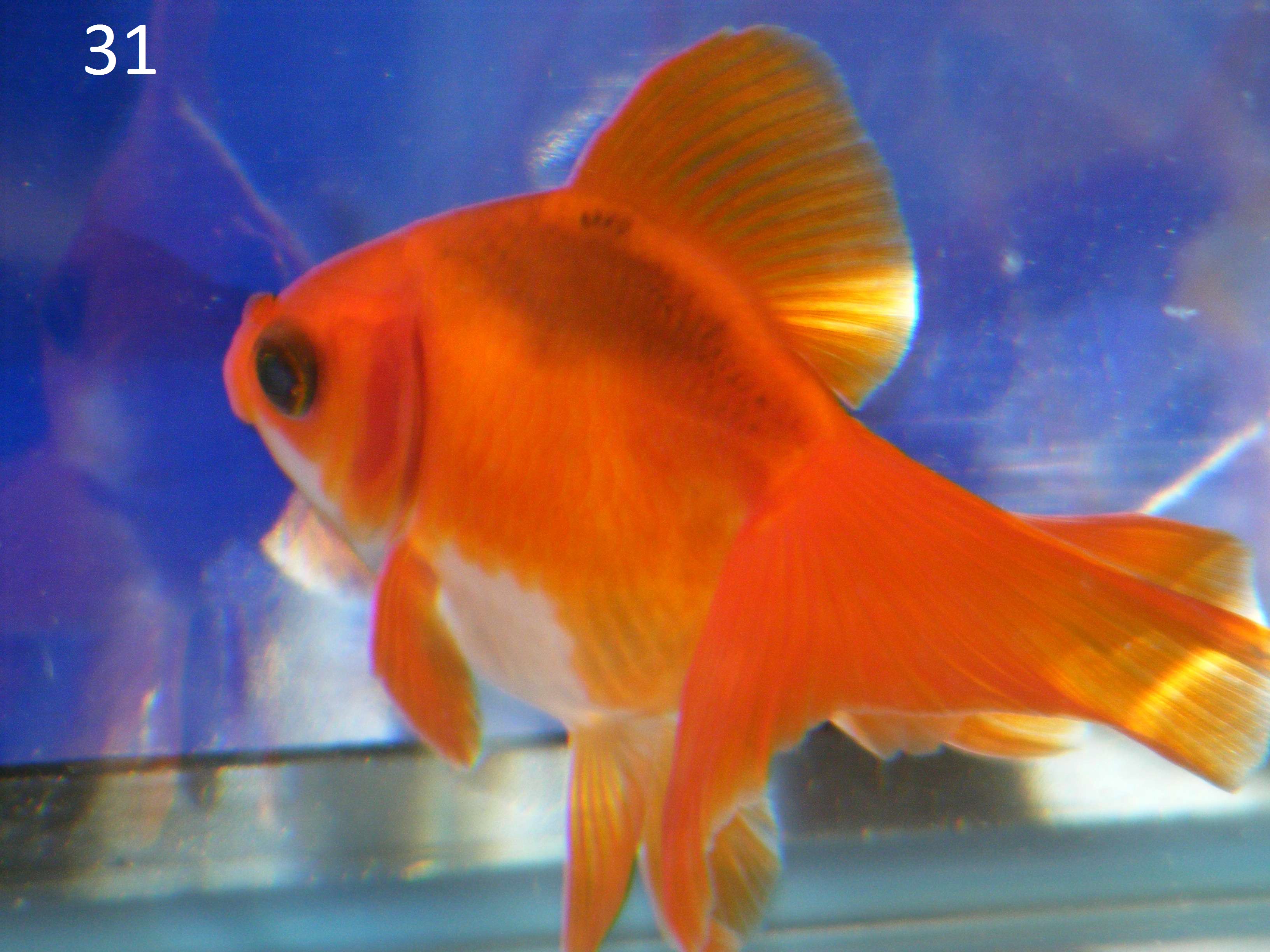 Goldfish Scale